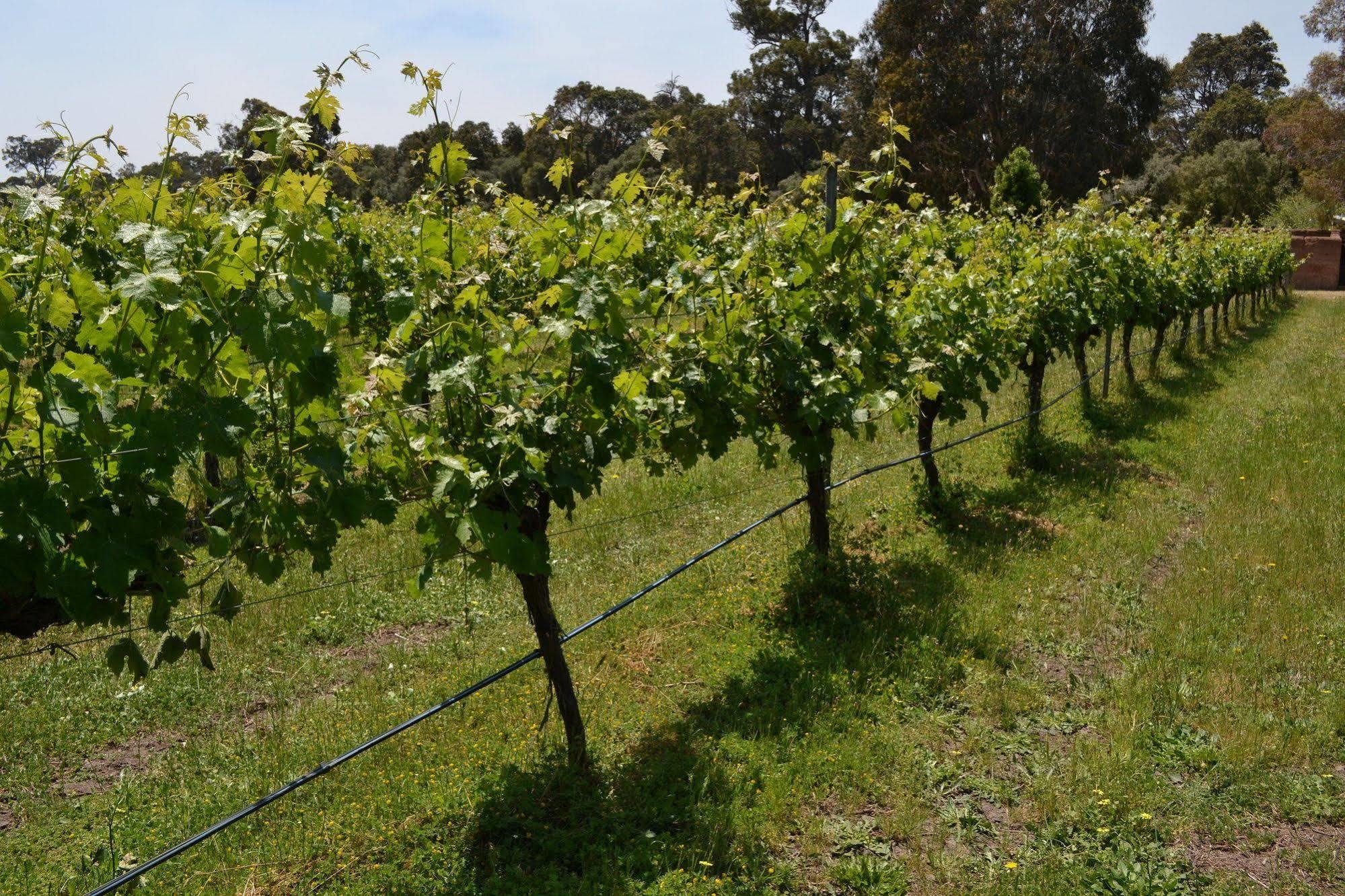 Island Brook Estate Winery And Chalets Margaret River Esterno foto